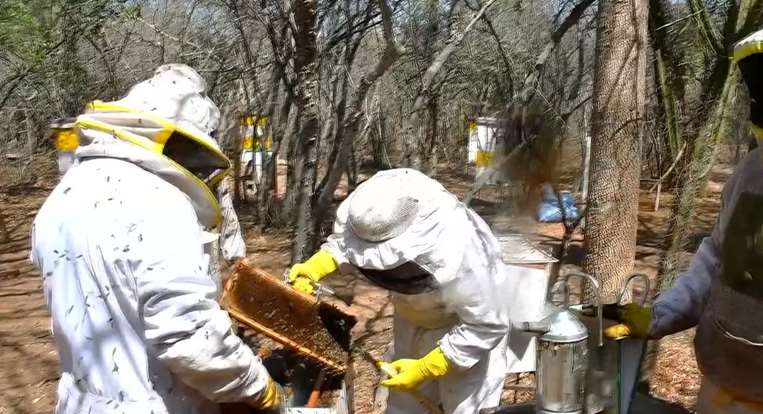 Producción de miel en el Gran Chaco/Foto: Unicom Villa Montes