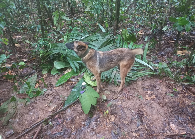 Wilson, el perro desaparecido en la selva colombiana