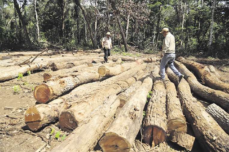La deforestación en 2022 aumentó un 32% respecto a la gestión pasada