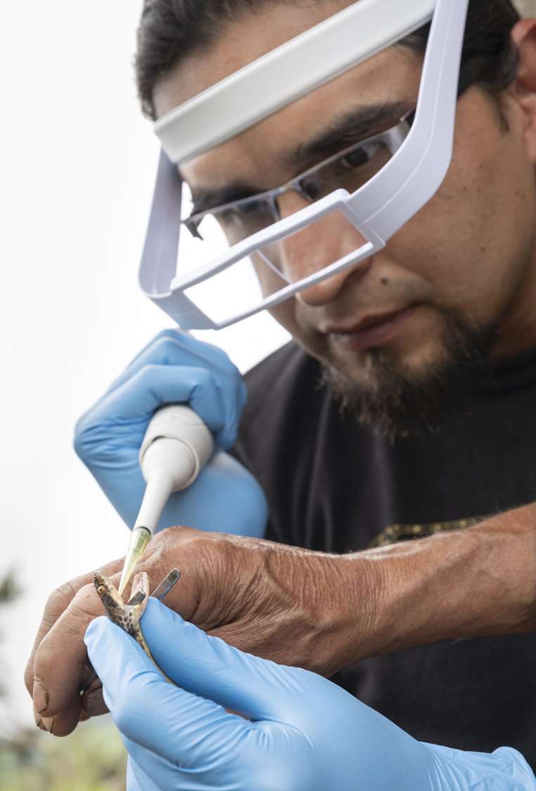 Salazar extrayendo veneno de una pequeña serpiente. Foto: Diego R. Quirola