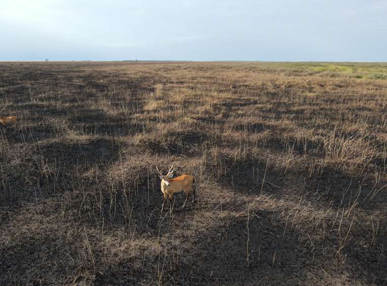 Incendio forestal en Otuquis fue liquidado. Foto: GADSCZ