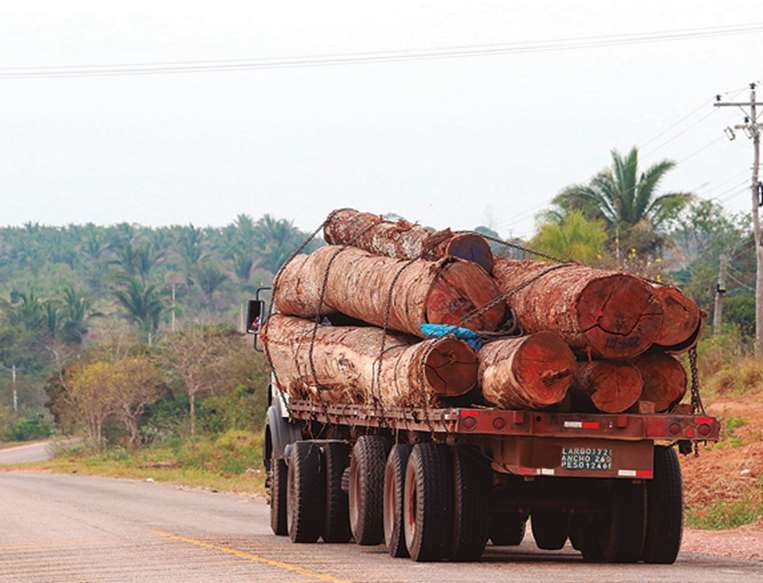 La deforestación y tala ilegal de árboles altera los ecosistemas
