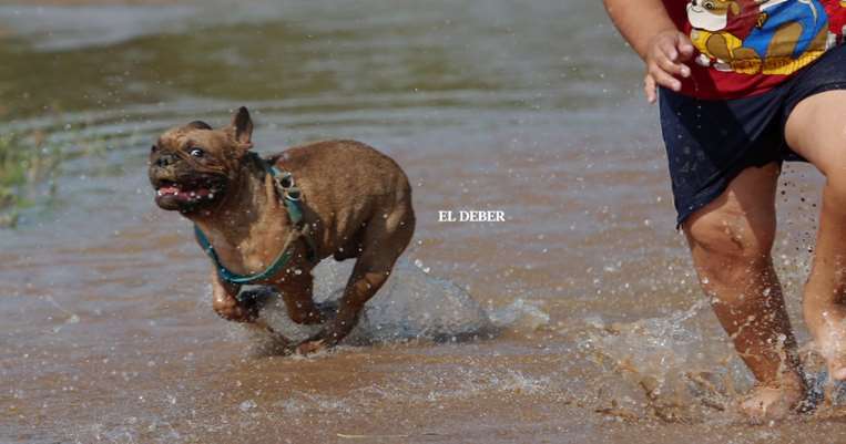 Un buen chapuzón evita golpes de calor en los perros / Foto: Ricardo Montero 