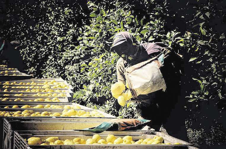Migrantes bolivianos cosechando limones en la ciudad de Tucumán. 