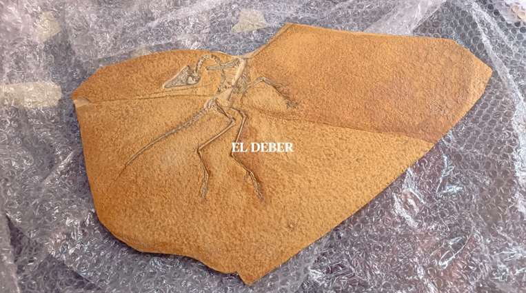 Réplica del fósil de Archaeopteryx donado por Alemania / Foto: David Maygua