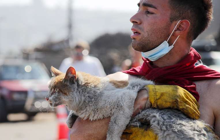 Un gato es rescatado después de los incendios forestales en Villa Independencia / AFP