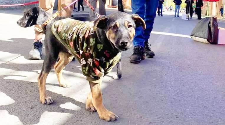 Zoonosis recomienda no llevar a las mascotas a las peregrinaciones / Alcaldía de La Paz 