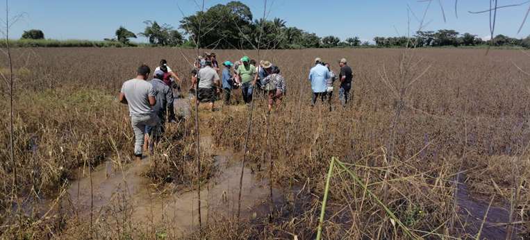 Cultivos de soya destruidos por las lluvias /Foto: Soledad Prado