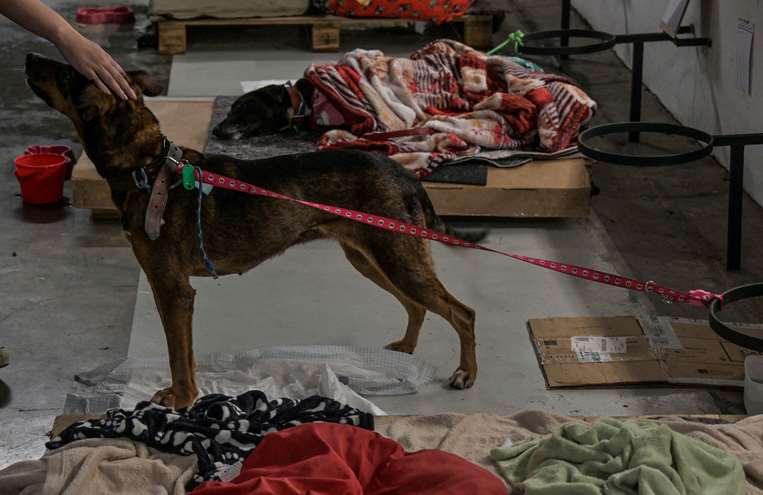 Uno de los canes rescatados en Río Grande do Sul /Foto:AFP