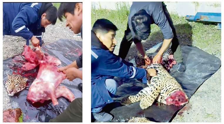 Activistas denunciaron que el jaguar joven fue descuartizado