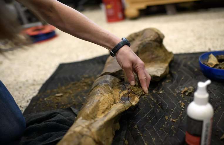 Restauración de un fémur de dinosaurio / AFP