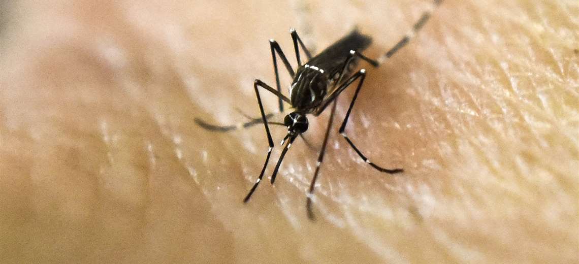 Headquarters confirm that dengue transmission in Santa Cruz has decreased