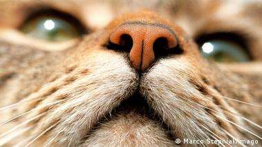 The cat's nose hides a complex function
