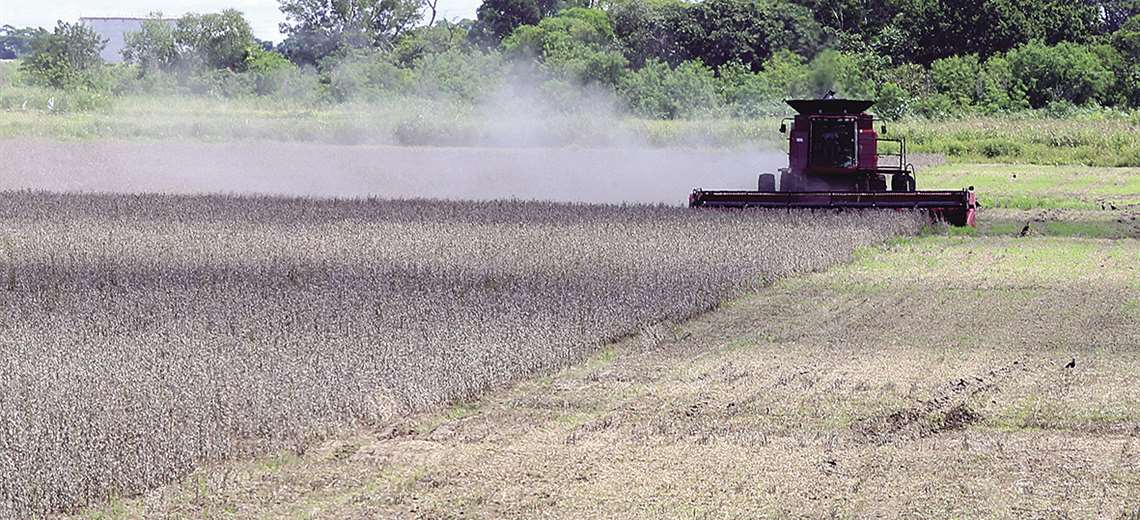 Grain crops grow by 7% and pest attack stagnates production