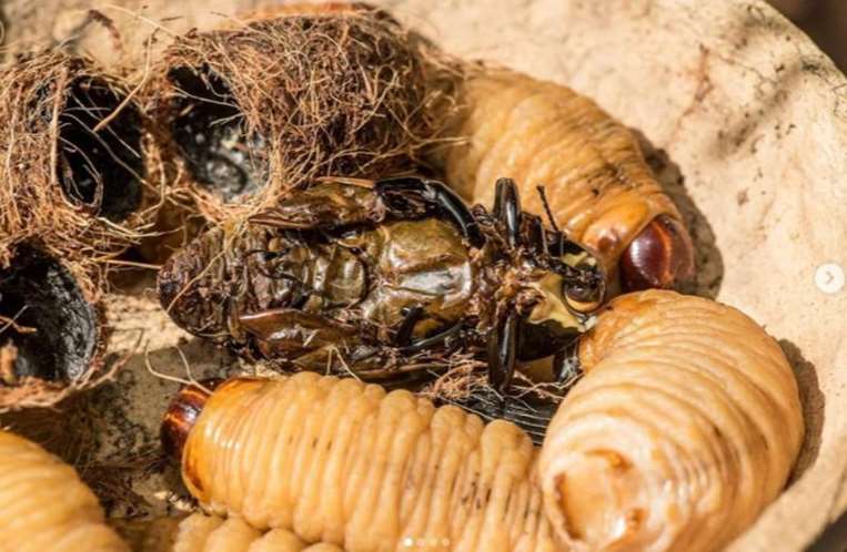 Las larvas de escarabajos o tuyu tuyu son una proteína importante en tierras bajas