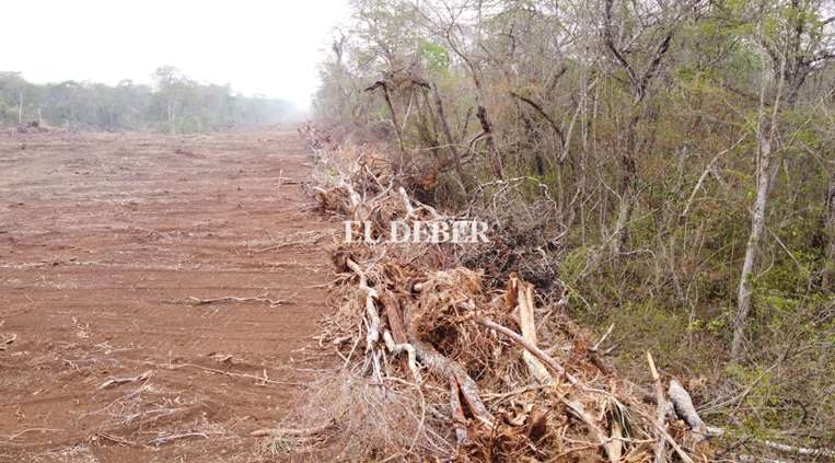 Los árboles derribados fueron acomodados a la orilla del desmonte para luego prender fuego