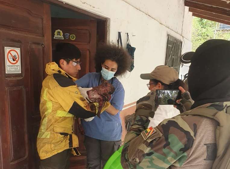 Esta capibara llegó viva pese a sus heridas y tuvo que inducirla a la eutanasia