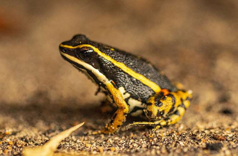 Esta es la ranita chiquitana que solo habita en la serranía de Santiago y Chochís