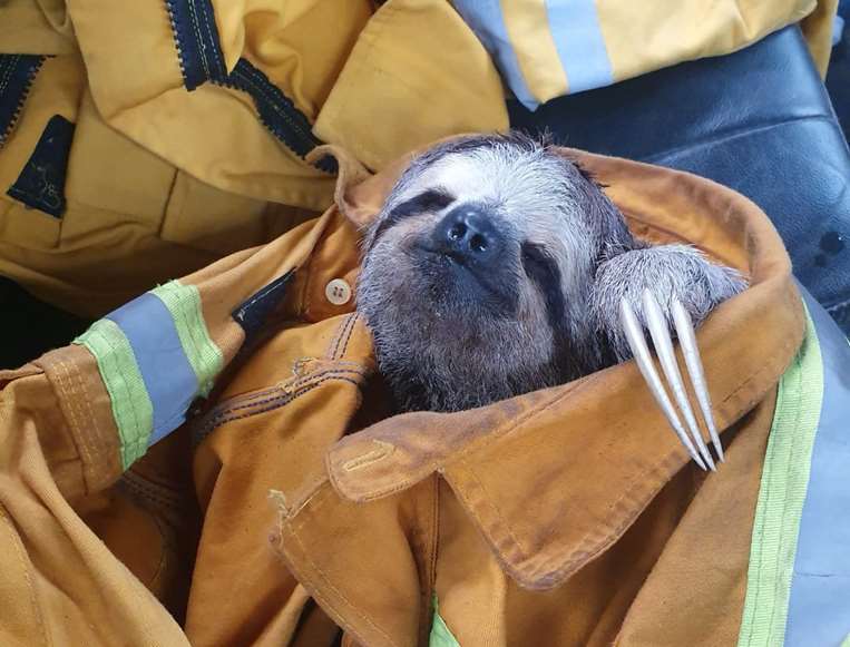 Un bebé perezoso fue rescatado porque su madre murió a causa del humo