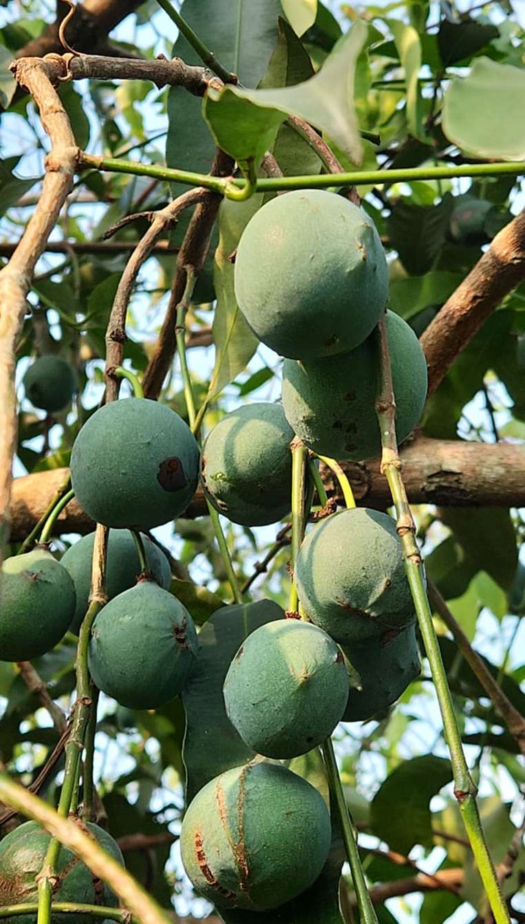 Así lucían los frutos del achachairú hace dos semanas atrás /Foto: Airú