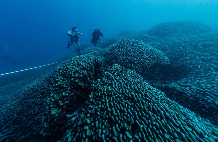 En Sídney, Australia, descubren el coral más grande del mundo/EFE