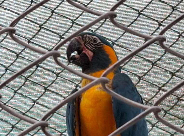 Una de las aves observa detrás de una jaula en Loreto, Beni. 