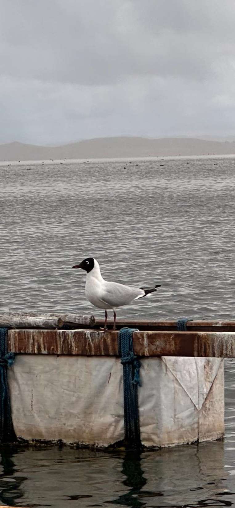 Más de 40 especies de aves pueden ser vistas en el lago más alto del mundo