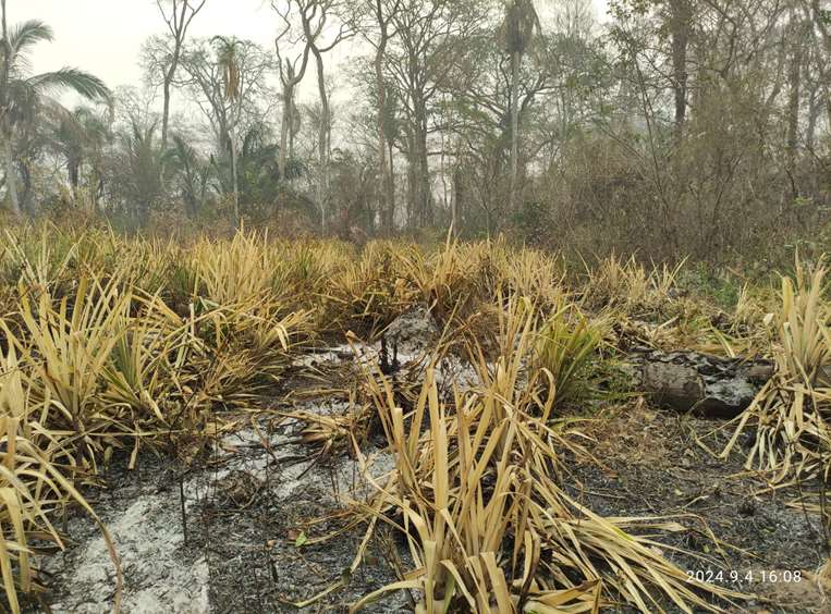 Bernardo perdió 40.000 plantas de piña en Guarayos 