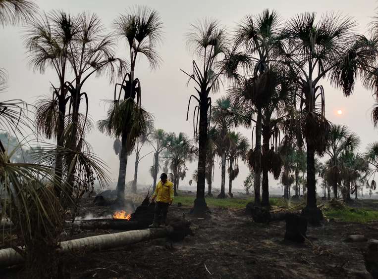 Paisaje desolador, luego del fuego que quemó las palmeras de asaí