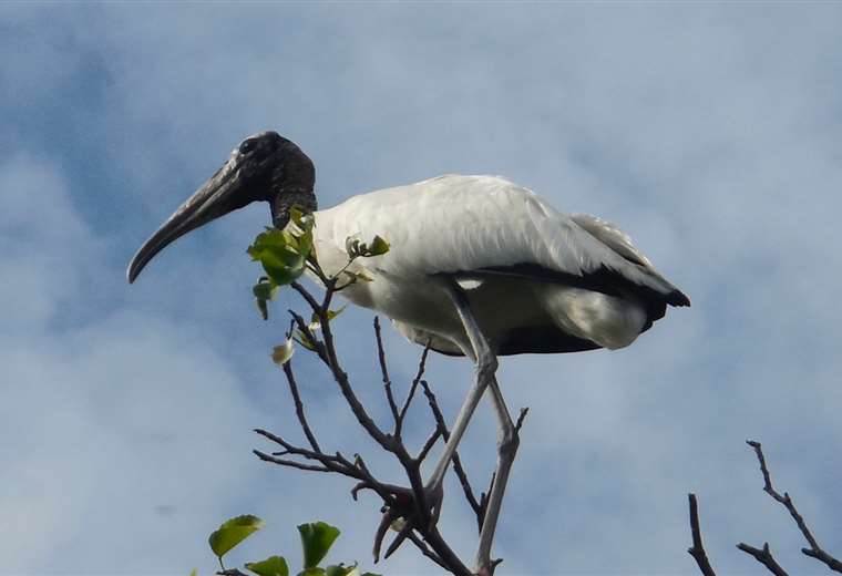 Las aves solían llegar cada año entre julio y agosto / Fotos: Archivo Román Vitrón