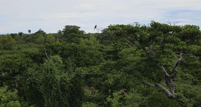 El Curichi Las Garzas es un refugio para una amplia variedad de aves / Foto: Miguel Surubí