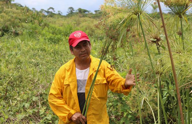 Román Vitrón, ingeniero ambiental, con una planta de junco / Foto: Miguel Surubí