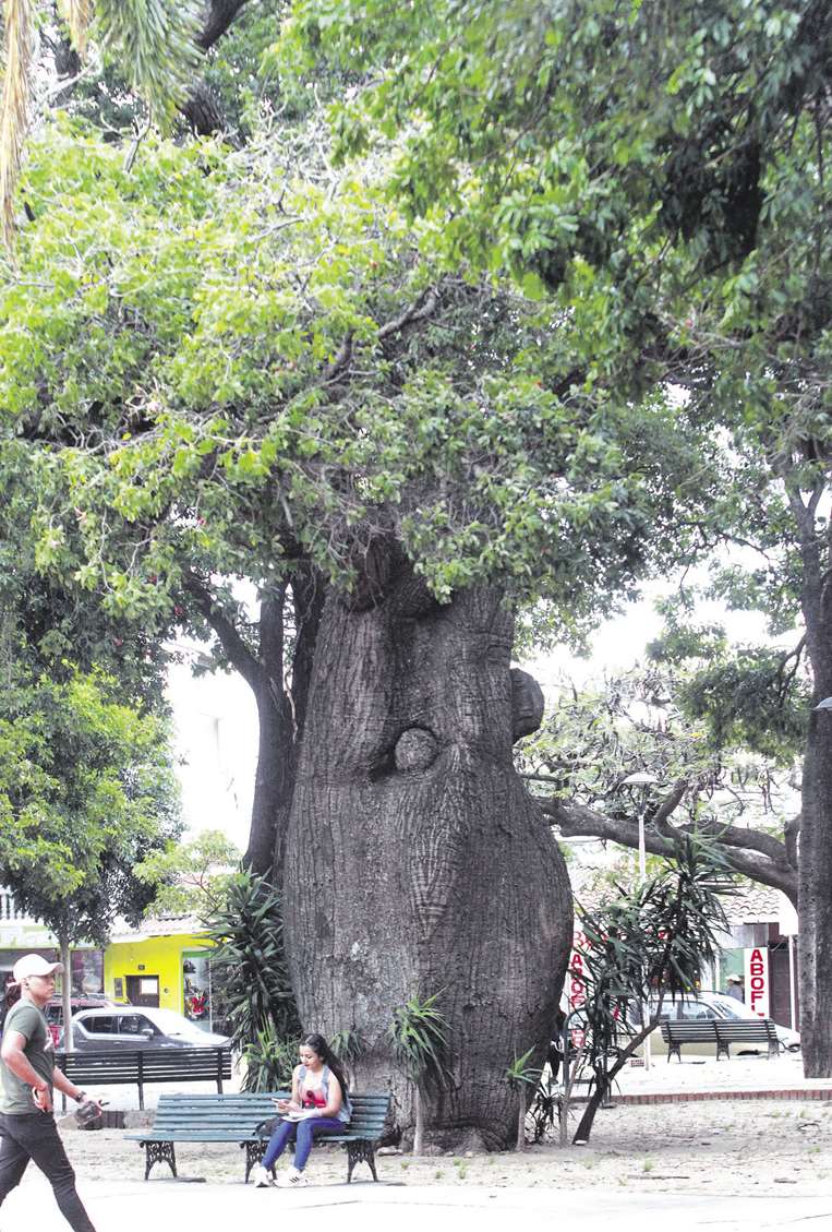 El centenario toborochi de la plaza Ñuflo de Chávez/Foto: Jorge Gutiérrez