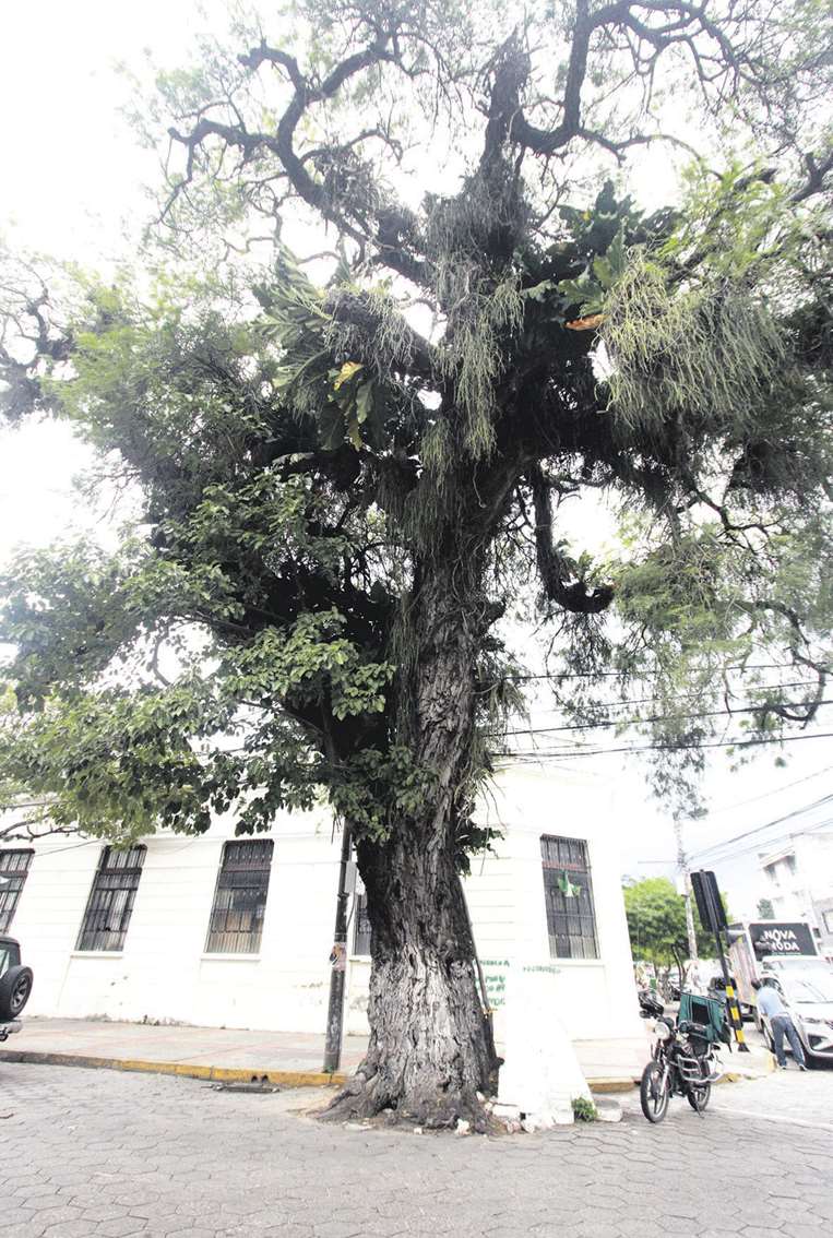 El cupesí, junto al colegio Nacional Florida, tiene 200 años/Foto: Jorge Gutiérrez