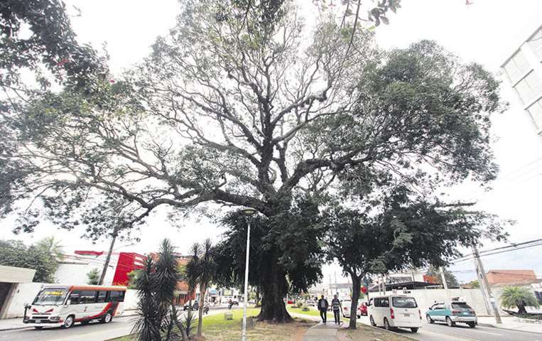 El toco de la avenida Argamosa servía de pascana de los carretones/Foto: Jorge Gutiérrez