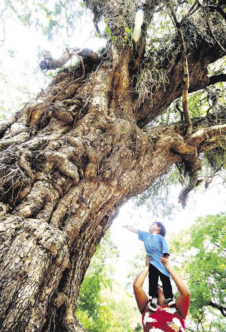 Este motoyoé es el más antiguo de la urbe y se lo puede apreciar en el zoo/R. Montero