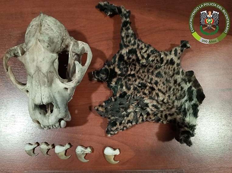 Aprehenden a un hombre por vender piezas de un jaguar/Foto: Policía.