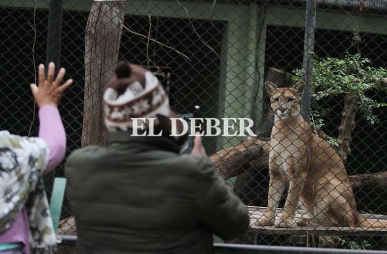 El puma uno de los animales más fotografiados / Ricardo Montero