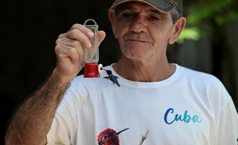 Bernabe Hernández alimenta a un colibrí Zunzuncito con una mezcla de azúcar y agua /AFP