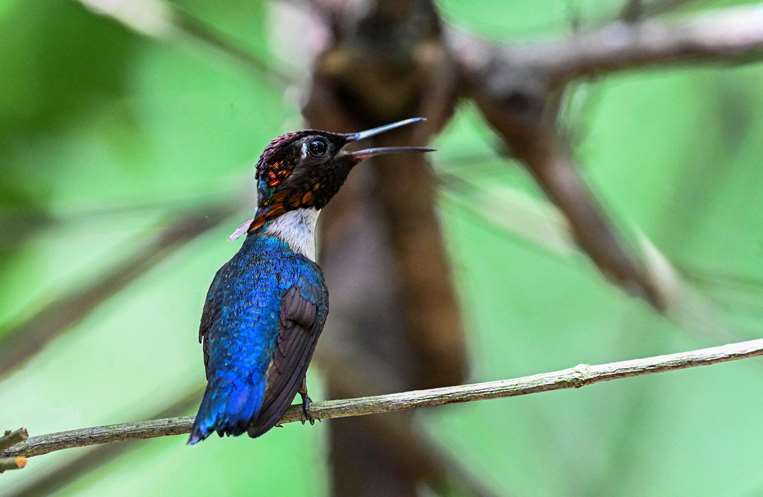 Un colibrí zunzuncito (Mellisuga helenae) se posa en la rama de un arbusto / AFP