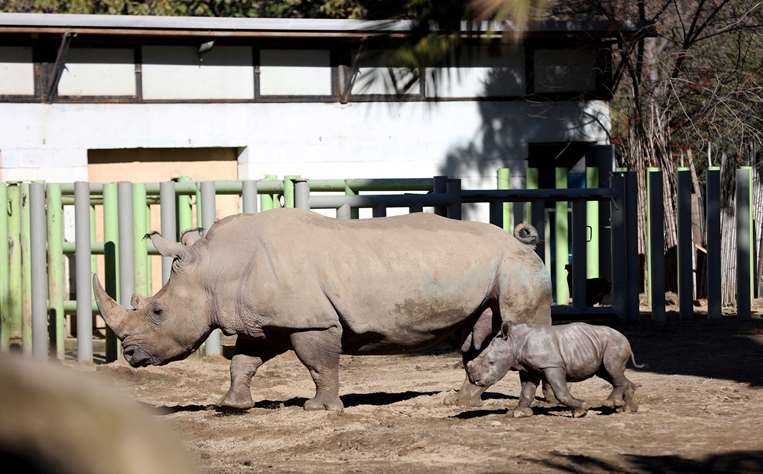 Silverio, una cría de rinoceronte blanco, y su mamá, Hannah/AFP