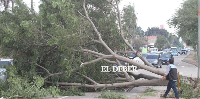 Emergencias por árboles caídos | Foto: Ricardo Montero