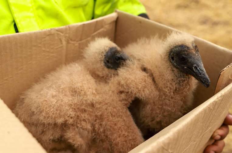 Suchas bebés rescatados por bomberos forestales / Foto: Gobernación de Santa Cruz