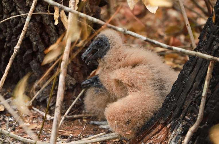 Suchas bebés rescatados por bomberos forestales / Foto: Gobernación de Santa Cruz