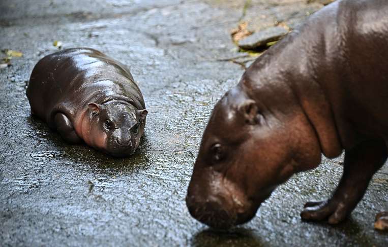 Moo Deng, el hipopótamo pigmeo /Foto: AFP