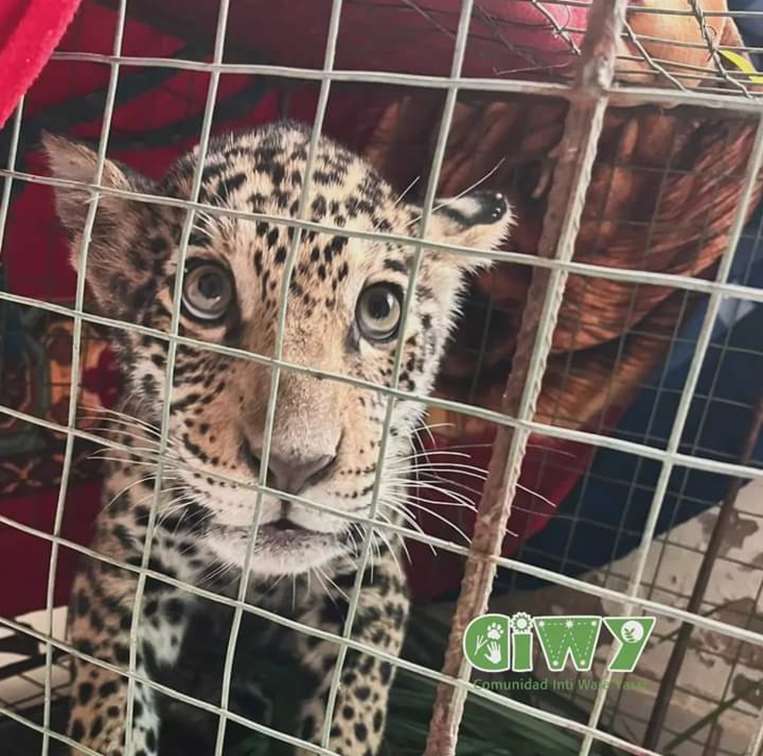 Jaguar hembra rescatada y llevada a refugio Ambue Ari