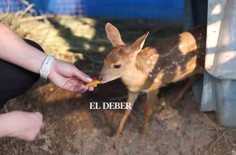 Aria es una hurina que llegó siendo bebé / Jorge Gutiérrez