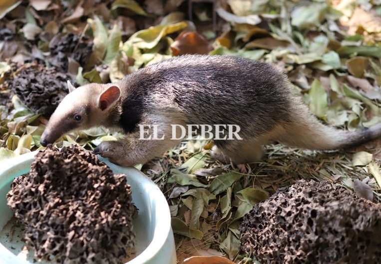 Chirú es un bebé tamanduá, cree que Pulgarcito es su mamá