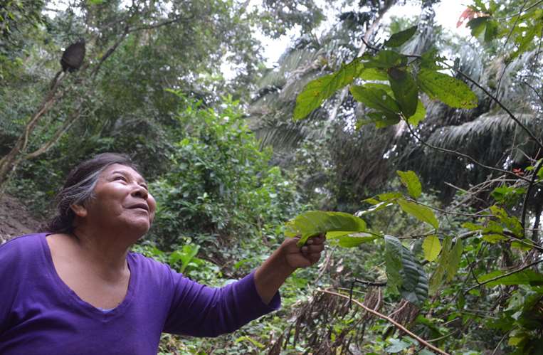 Fortunata Marupa recolecta los frutos. Cada familia tiene 7 hectáreas