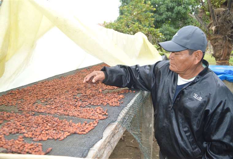 Gilberto Marupa muestra los granos en proceso de fermentación